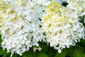 White gardenia. Flower of hydrangea. beautiful gartensia