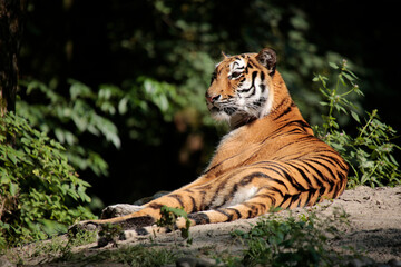 Sumatra-Tiger (Panthera tigris sumatrae) ruht vor Busch