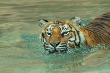 Fototapeta na wymiar Königstiger (Panthera tigris tigris), auch Bengal-Tiger im Wasser