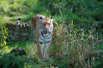 Sibirische Tiger (Panthera tigris altaica)