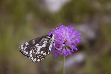 melanargia galathea