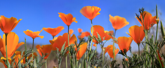 Kalifornische Mohn (Eschscholzia californica) mit orangen Blüten, Teneriffa, Kanarische Insel,...