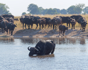 African buffalo also known as Cape buffalo (Syncerus caffer) crossing the river in Chobe National Park, Botswana