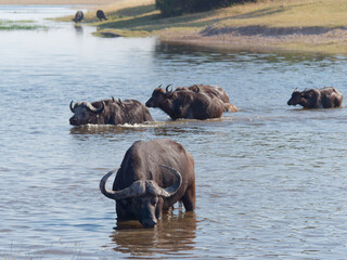 African buffalo also known as Cape buffalo (Syncerus caffer) crossing the river in Chobe National Park, Botswana