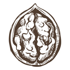 Hand-drawn sketch of walnuts vector illustration. Open walnut kernels and shells sketch icons. Fresh organic food. Vegetarian diet snack. Black and white nut pattern. Isolated on white background.