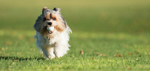 Biewer Yorkshire Terrier running in grass and in mouth has golf ball. Funny puppy playing with dog...