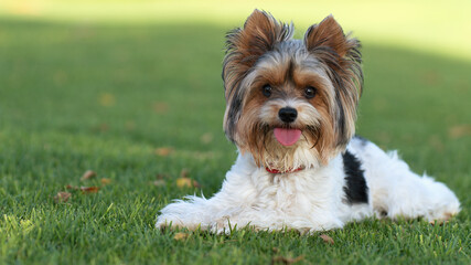 Portrait of Biewer terrier with her tongue out in the grass. Portrait of Biewer Yorkshire Terrier in the park