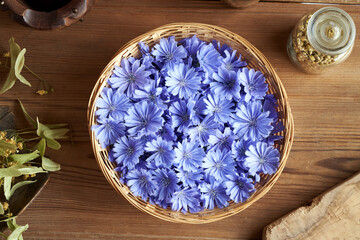 Fresh wild chicory or succory flowers in a basket