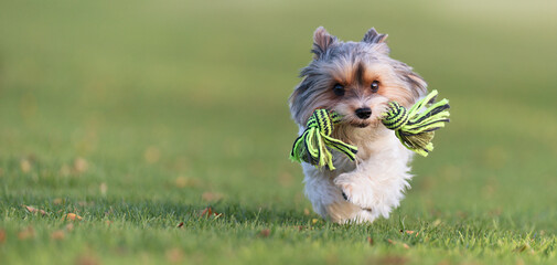 Happy Biewer Yorkshire Terrier dog running in the grass with stick toy for dogs outdoors on a sunny day. Funny puppy playing with dog toy - obrazy, fototapety, plakaty