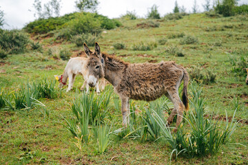 Naklejka na ściany i meble Donkey on the trail. A donkey grazing on a mountain pasture against a background of green hills and the sky in the clouds. 