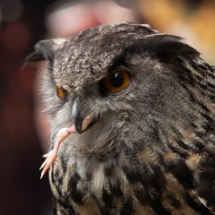 Eule beim Mittagessen