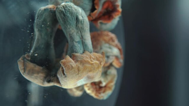 A vertical Macro cinematic shot of a magical psychoactive psilocybin hallucination dried mushroom with a yellow red cap, on a rotating 360 reflecting stand, professional studio lighting, 4K video