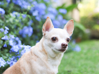 brown short hair  Chihuahua dog sitting on green grass in the garden with purple flowers blackground, looking away curiously, copy space.