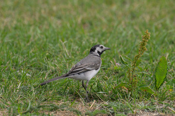 Curious White Wagtail