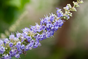 セイヨウニンジンボクの花 マクロ Vitex agnus-castus