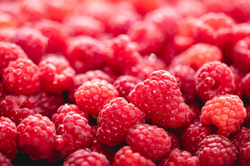 Fresh picked organic raspberries close-up