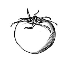 Tomato (hand drawn/black pencil/transparent PNG)