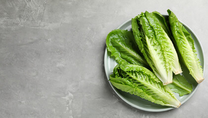 Obraz premium Fresh green romaine lettuces on light grey table, top view. Space for text