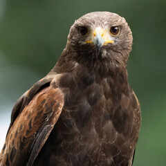 Steinadler