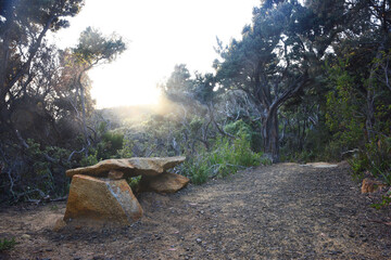 landscape portrait of hiking trails along  cape pillar, apart of the three cape trek in Tasmania, Australia.