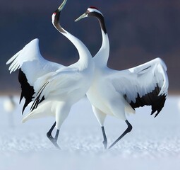 Red-crowned cranes engaged in a courtship dance on a snowy landscape.
