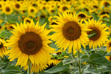 Fototapeta premium Sonnenblumenfeld