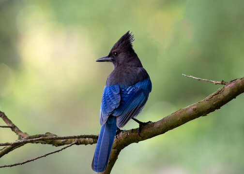 Steller's Jay (Cyanocitta stelleri) - Vibrant Blue Jay Perched on a Branch