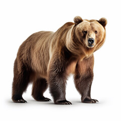 Beautiful wild beast bear looking forward is shown in full length, Ai generated