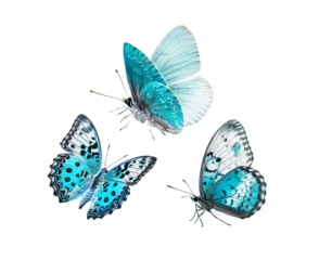 Three blue butterflies isolated on a white background.