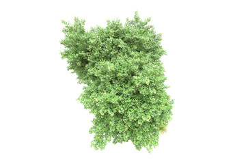 Fototapeta premium Green landscape isolated on transparent background. 3d rendering - illustration