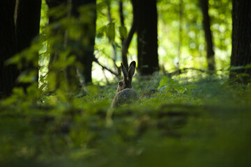  Brown Hare, hare in the forest, Lepus Europaeus, the brown hare in wild habitat between trees on green background. Brown hare in the forest. © Solar 760L