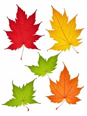 Naklejka na ściany i meble Vector illustration of 5 autumn leaves on white background with four different colors