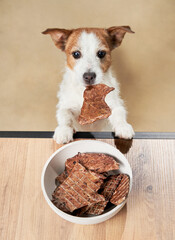 the dog steals the treat from the bowl. funny jack russell terrier on a beige background. Pet at...