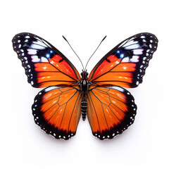 Beautiful big wild butterfly looking forward is shown in full length, Ai generated