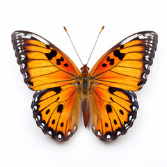 Fototapeta premium Beautiful big wild butterfly looking forward is shown in full length, Ai generated