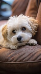 pekingese puppy, generative artificial intelligence