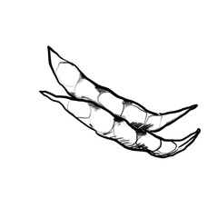 Pods (hand drawn/black pencil/transparent PNG)