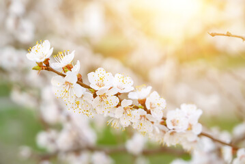 Apricot tree blossoms