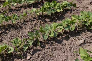 young small bean plants in the field, growing beans
