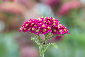 Yarrow paprika (Achillea millefolium 'Paprika') flower 