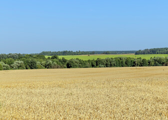 Fototapeta premium An agricultural field where ripening cereal wheat grows