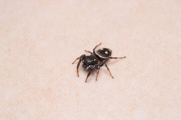 little jumping spider macro photo
