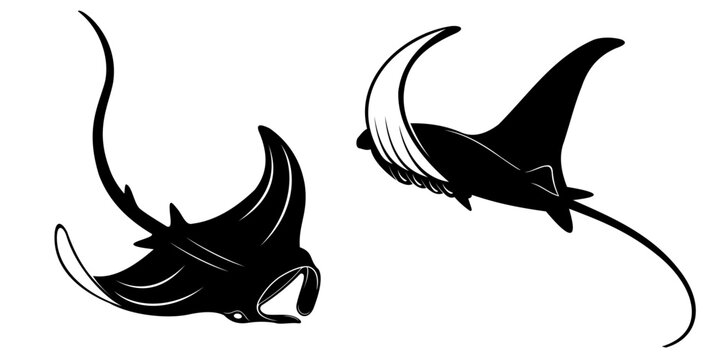 illustration of a stingray