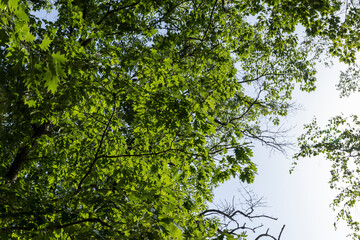 A variety of trees growing in the park