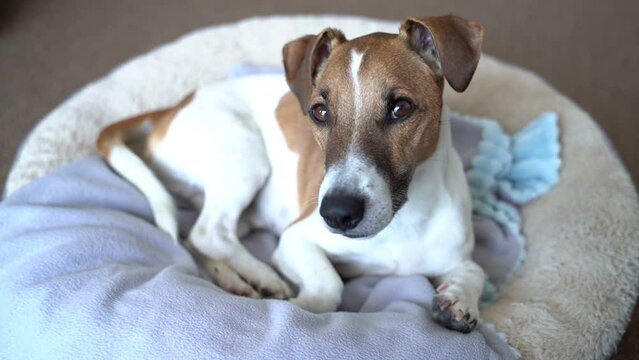 funny small dog lying on light comfortable bed looking at camera and tilting the head listening attentively. Video footage young pet portrait.  shallow depth of field. bright room with daylight