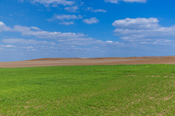 agricultural field with green wheat in the spring season