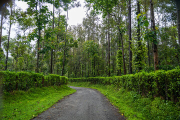 Road in the middle of coffee 
and Black pepper plantation