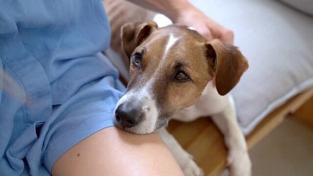 dog laid its head on the lap of its owner, a girl in blue clothes. relaxed pet falling asleep. comfort moment video footage. Woman hand petting Jack Russell terrier head. Video footage