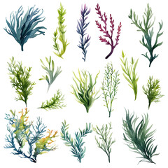 Seaweed underwater plants. Green Laminaria watercolor illustartion isolated on hite background. Nautical