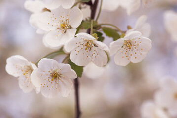 Cherry flowers blossoms